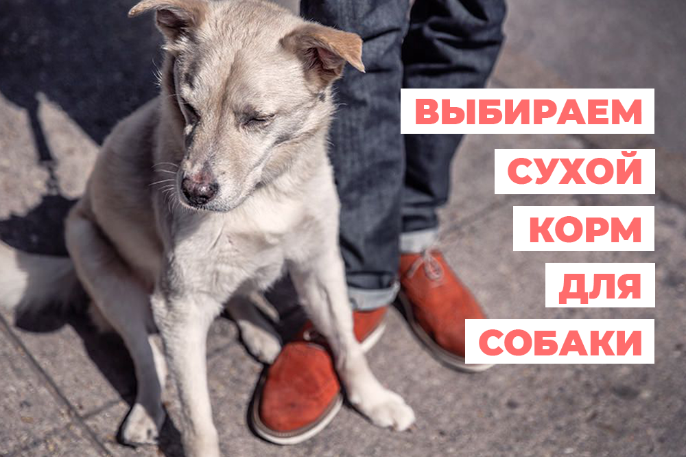 Выбираем сухой корм для своей собаки