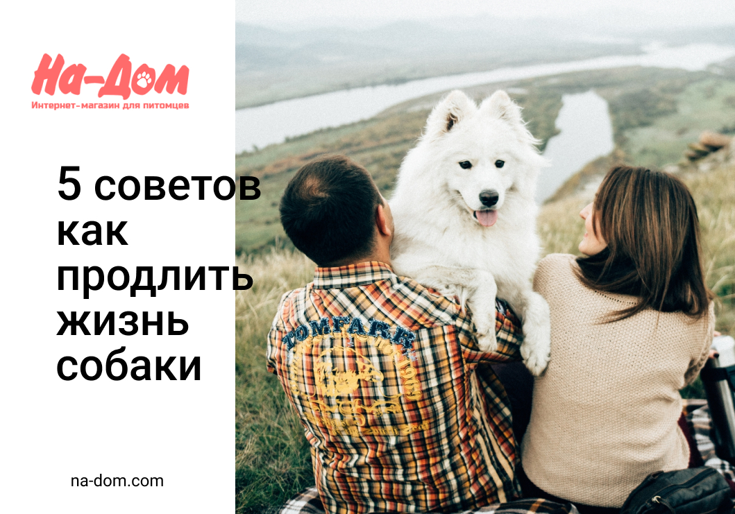 5 советов как продлить жизнь собаки