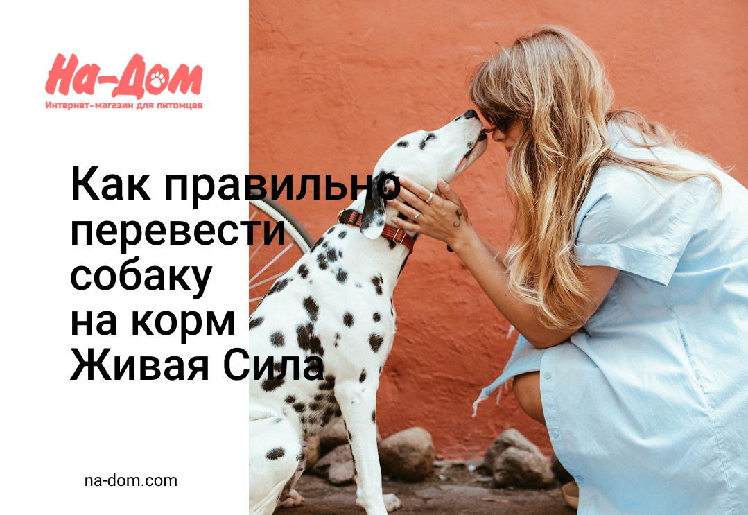 Как правильно перевести на корм «Живая Сила»