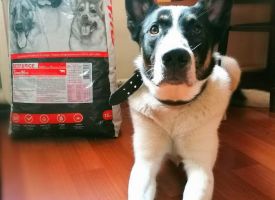 Bosko 2 Goda Lubit Blitz