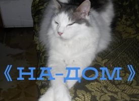 HaoGCupWOJ4
