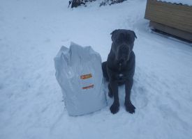 Kane Kors Kushaeet Zhivuy Silu 01