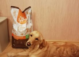 Labrador Lori Ocen Lubir Korm Zhivaya Sila