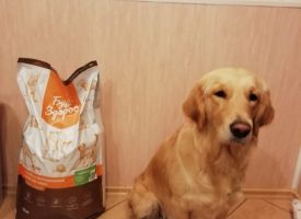 Labrador Lori Ocen Lubir Korm Zhivaya Sila 2