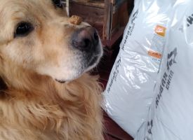 Labrador Lubit Korm Zhivaya Sila Bud Zdorov 01