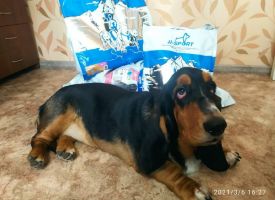 Basset Lubit Korm Zhivaya Sila Bud Zdorov 01