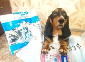 Basset Lubit Korm Zhivaya Sila Bud Zdorov 02