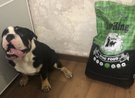 Buldog Harry  Pokupaet Korm Zooring 01