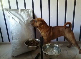 Sharpei Lubit Korm Zhivaya Sila Sport 01