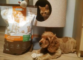 Spaniel Lubit Korm Zhivaya Sila Bud Zdorov 01